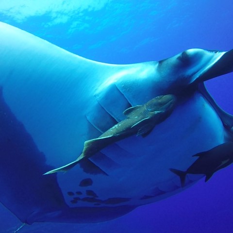 a group of fish in the water