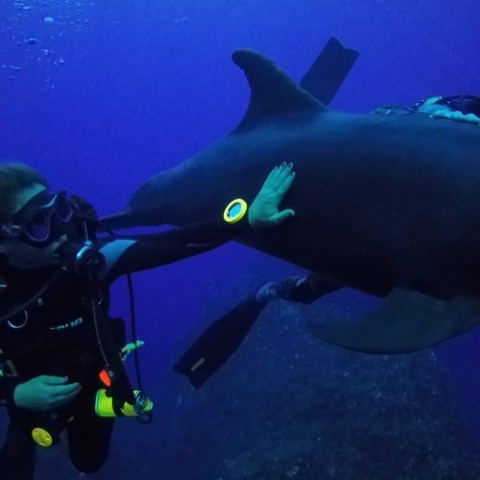 a person swimming underwater