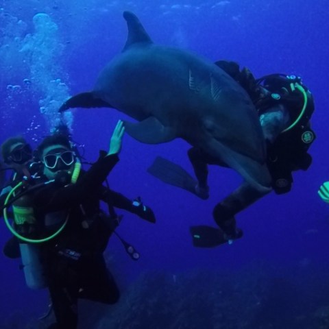 a dog swimming in the water