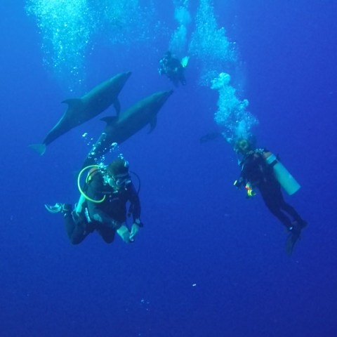 a group of people swimming in the water