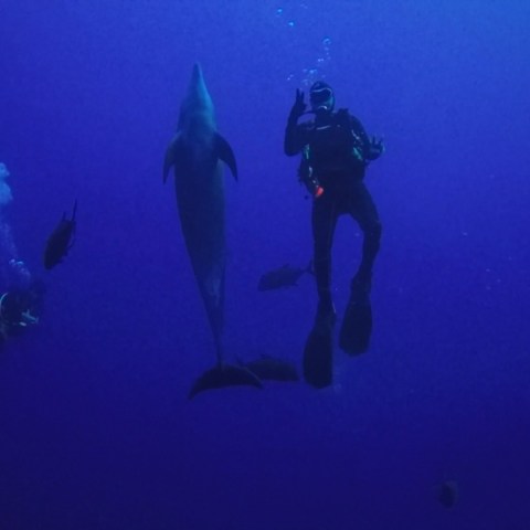 a flock of seagulls are swimming in the dark