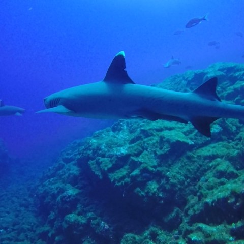 a fish swimming under water