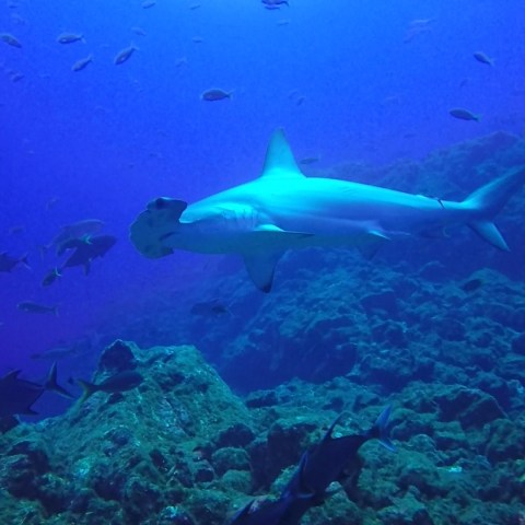 a group of fish in the water