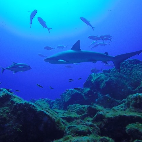 a group of underwater