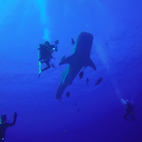 a group of people swimming in the water
