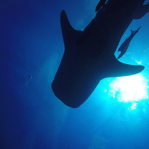 a bird swimming in water