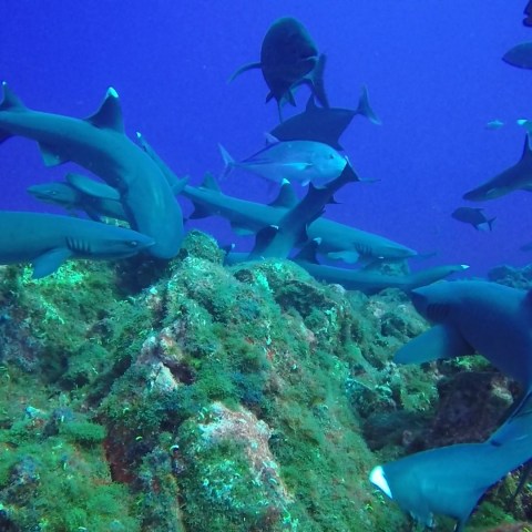 underwater view of a statue
