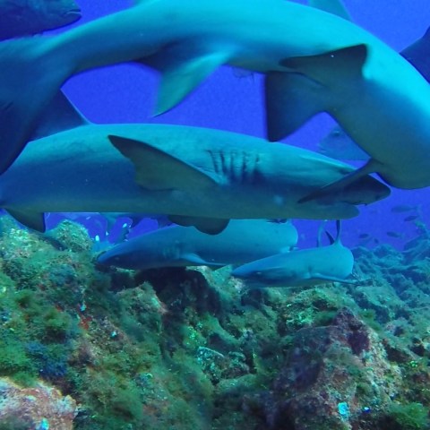 a fish swimming under water