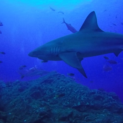 a group of fish in the water