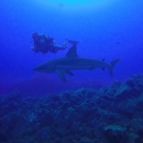 a fish swimming under water