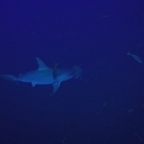 a shark in the dark