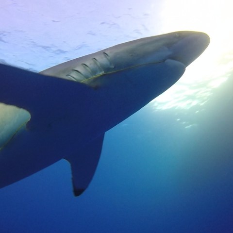 Scuba diving in Socorro islands (Revillagigedo) with Always Diving