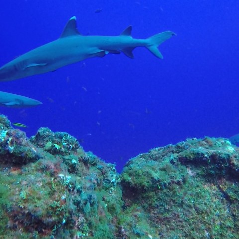 underwater view of a fish