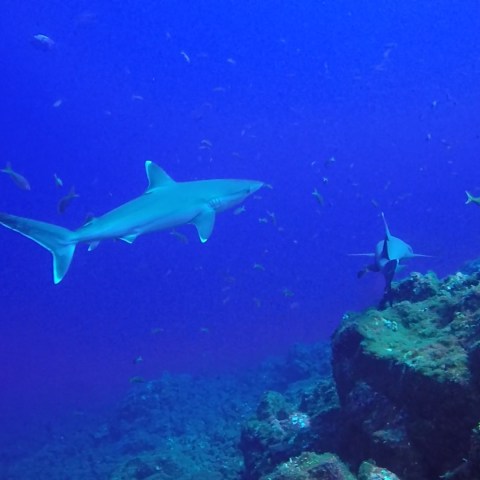 a shark in the water