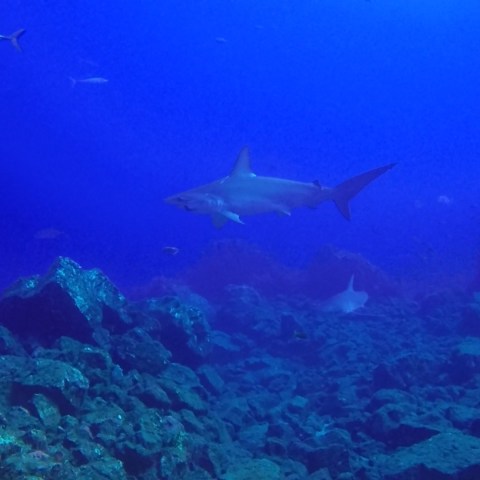 a fish swimming under water