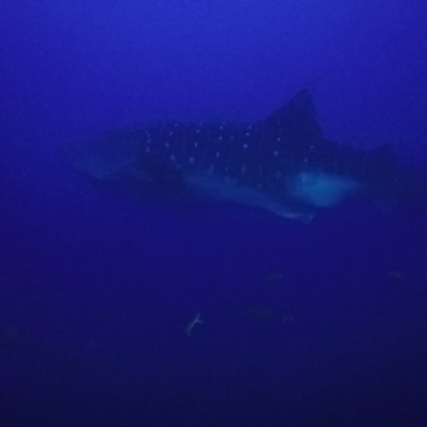 a fish swimming under water