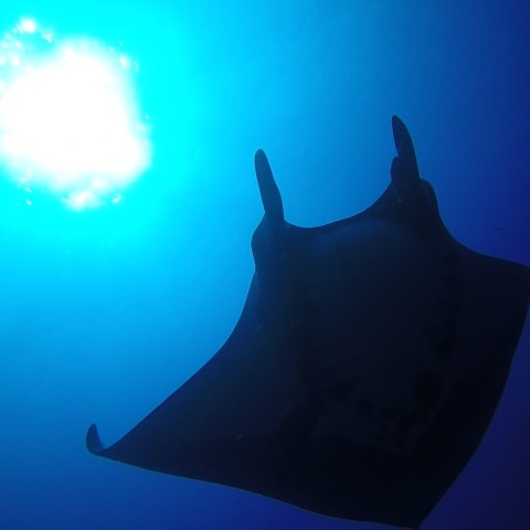 a fish swimming under water