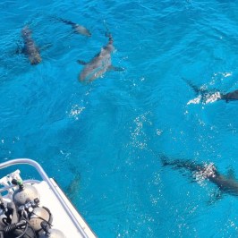 dive Bahamas Tiger shark beach with Always Diving
