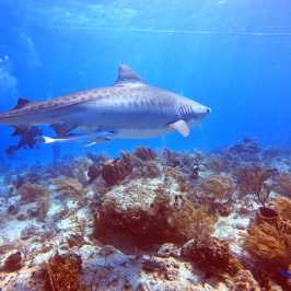dive Bahamas Tiger shark beach with Always Diving