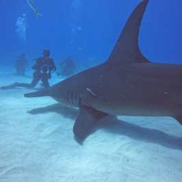 dive Bahamas Tiger shark beach with Always Diving