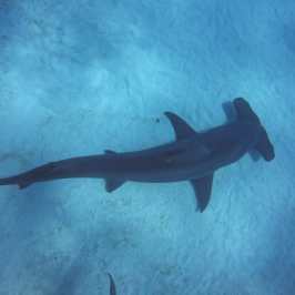 dive Bahamas Tiger shark beach with Always Diving