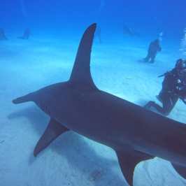 dive Bahamas Tiger shark beach with Always Diving