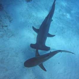 dive Bahamas Tiger shark beach with Always Diving