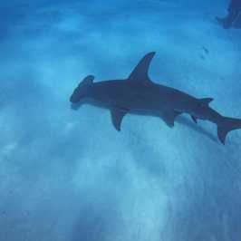 dive Bahamas Tiger shark beach with Always Diving