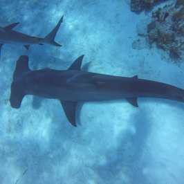 dive Bahamas Tiger shark beach with Always Diving