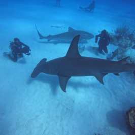 dive Bahamas Tiger shark beach with Always Diving