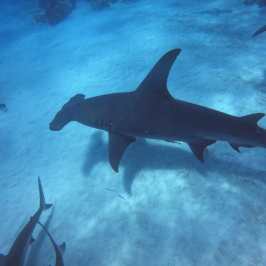 dive Bahamas Tiger shark beach with Always Diving