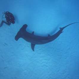dive Bahamas Tiger shark beach with Always Diving
