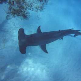 dive Bahamas Tiger shark beach with Always Diving