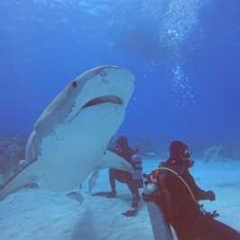 dive Bahamas Tiger shark beach with Always Diving