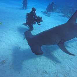 dive Bahamas Tiger shark beach with Always Diving