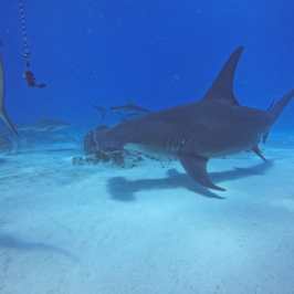 dive Bahamas Tiger shark beach with Always Diving