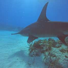 dive Bahamas Tiger shark beach with Always Diving