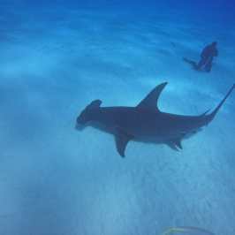 dive Bahamas Tiger shark beach with Always Diving