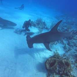 dive Bahamas Tiger shark beach with Always Diving