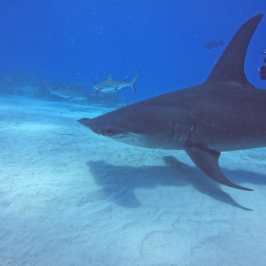 dive Bahamas Tiger shark beach with Always Diving