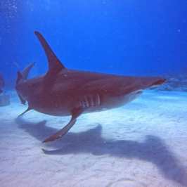 dive Bahamas Tiger shark beach with Always Diving